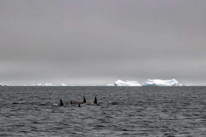 Un groupe d'épaulards nageant dans l'océan Antarctique avec des icebergs en arrière-plan.