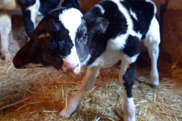 A two-headed calf, named Sana Saida (Happy New Year in Arabic) is seen in the Moroccan village of Sefrou, 20 kilomtres from the moutainous town of Fez on January 3, 2014. The calf was born on December 30, 2013. AFP PHOTO / FADEL SENNA        (Photo credit should read FADEL SENNA/AFP/Getty Images)