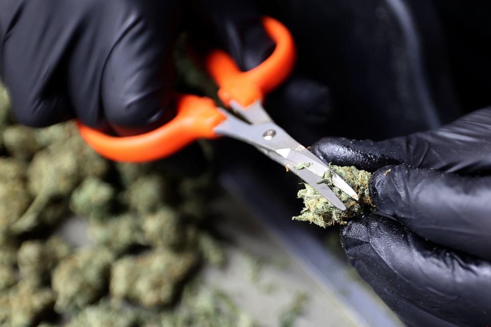 Dane Bird, Dragonfly Wellness Grow Facility trimmer and cultivator, trims J1 cannabis buds at the Dragonfly Wellness Grow Facility in Moroni on Friday, April 28, 2023. Bird uses cannabis to help alleviate his epilepsy. | Kristin Murphy, Deseret News