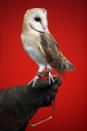 A barn owl is held during London Zoo's annual stocktake of animals on January 3, 2013 in London, England. (Photo by Dan Kitwood/Getty Images)