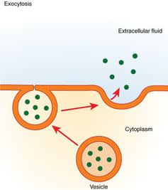 <span class="caption">A bag that carries hormones to their location.</span> <span class="attribution"><a class="link " href="https://commons.wikimedia.org/wiki/File%3A0310_Exocytosis.jpg" rel="nofollow noopener" target="_blank" data-ylk="slk:OpenStax;elm:context_link;itc:0;sec:content-canvas">OpenStax</a>, <a class="link " href="http://creativecommons.org/licenses/by/4.0/" rel="nofollow noopener" target="_blank" data-ylk="slk:CC BY;elm:context_link;itc:0;sec:content-canvas">CC BY</a></span>