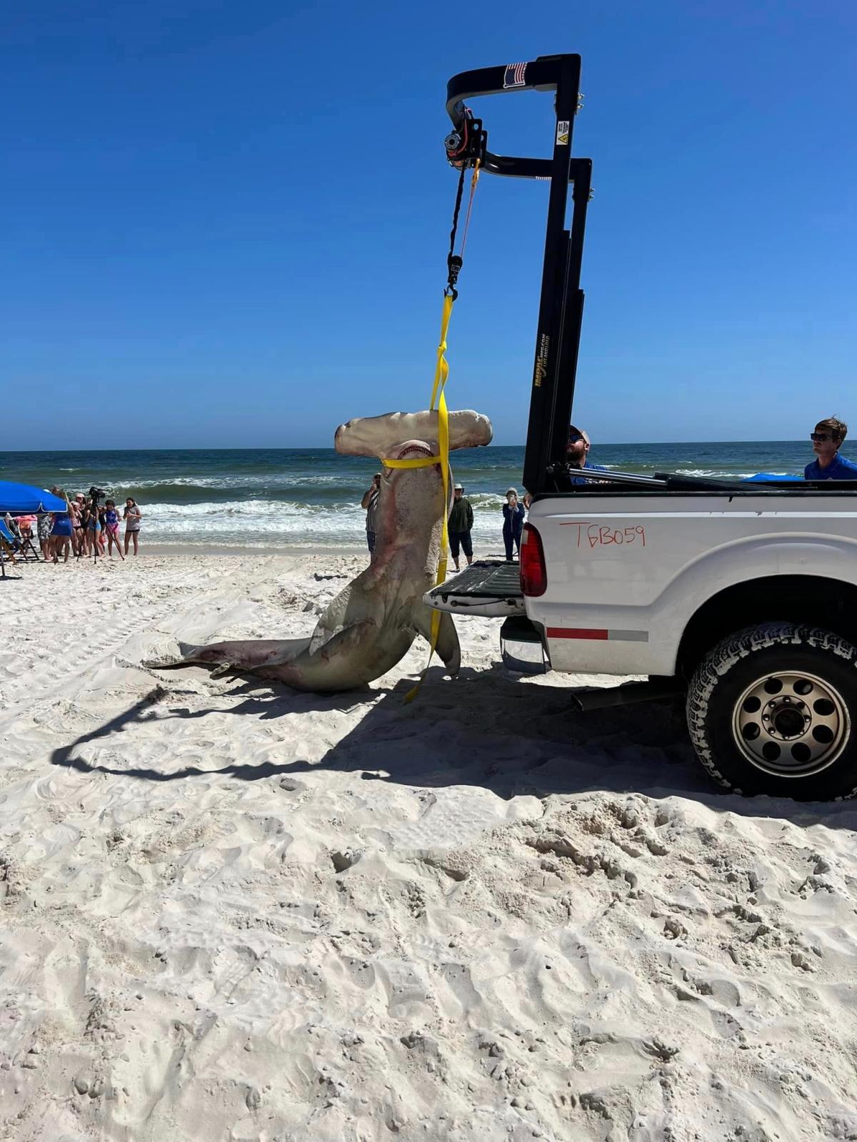 Pregnant great hammerhead shark found dead on Alabama beach with 40 unborn  pups