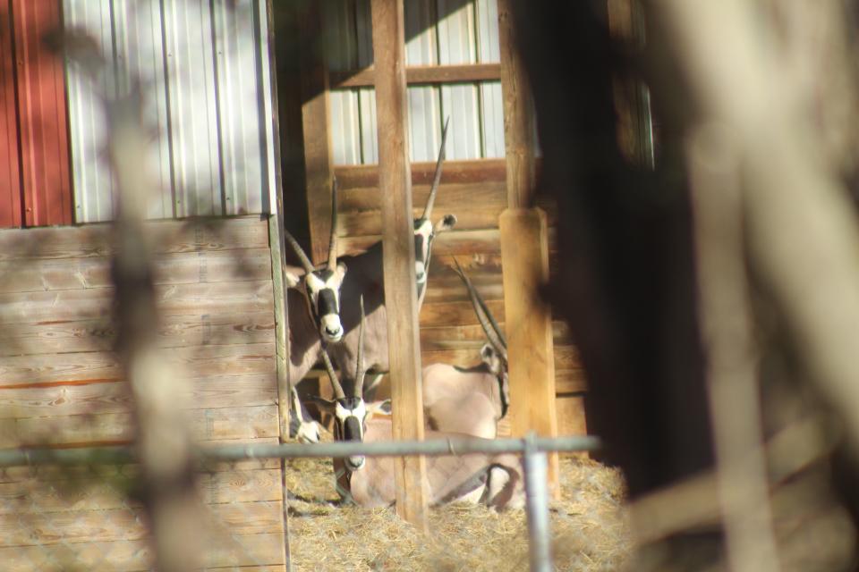 Natural Bridge Zoo animals on Dec. 11.