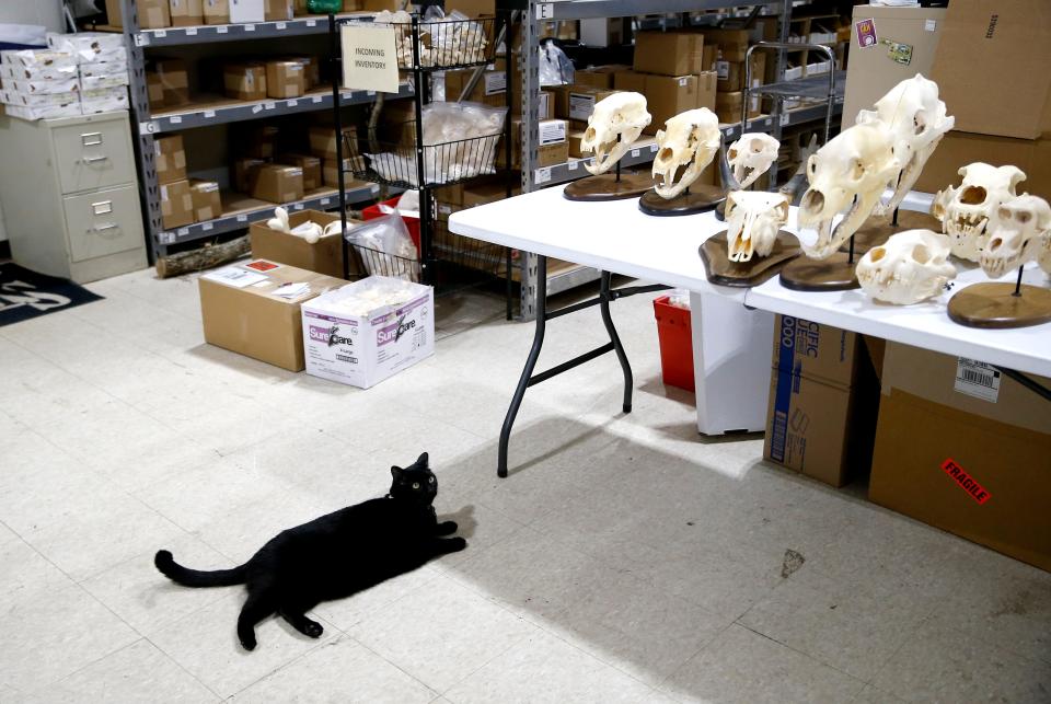 Sir Indiana Bones is pictured in the storage area of the Museum of Osteology in Oklahoma City, Thursday, Jan. 13, 2022. 