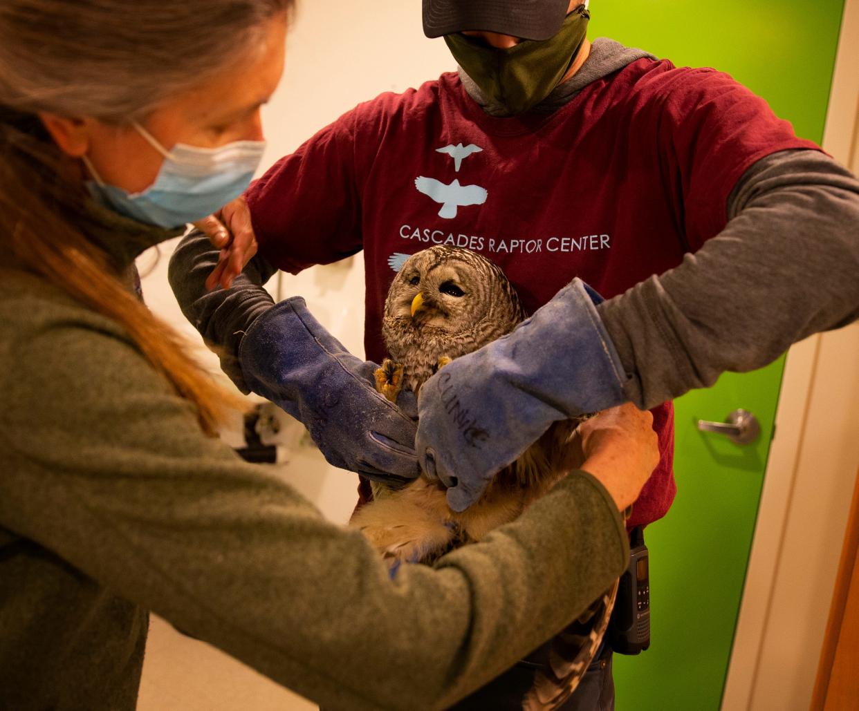 Cascades Raptor Center veterinarian Ulrike Streicher and volunteer Carlina Otterstedt attend to an injured bird at the center in December 2021.