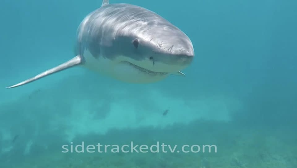 The shark circled around Mr Gibb multiple times during the encounter. Photo: Side Tracked TV Multimedia Productions