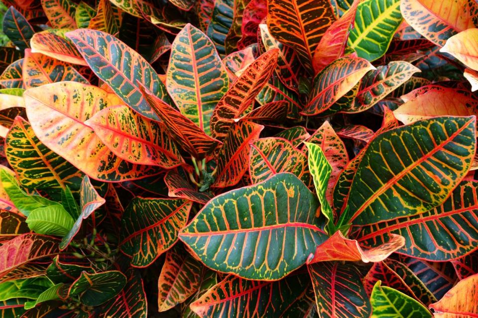 Brilliant yellow and red in the leaves of a Petra Croton plant. 