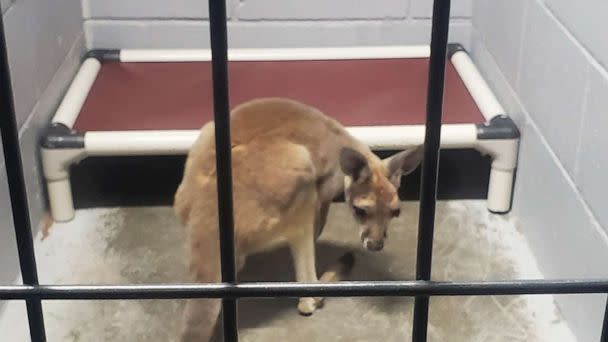 PHOTO: Police and animal control officers in Edwardsville, Kansas, worked together with the Bonner Springs Police Department on Wednesday, June 28, 2023, to rescue an injured kangaroo off the side of a major highway. (Facebook / Edwardsville Police Department)