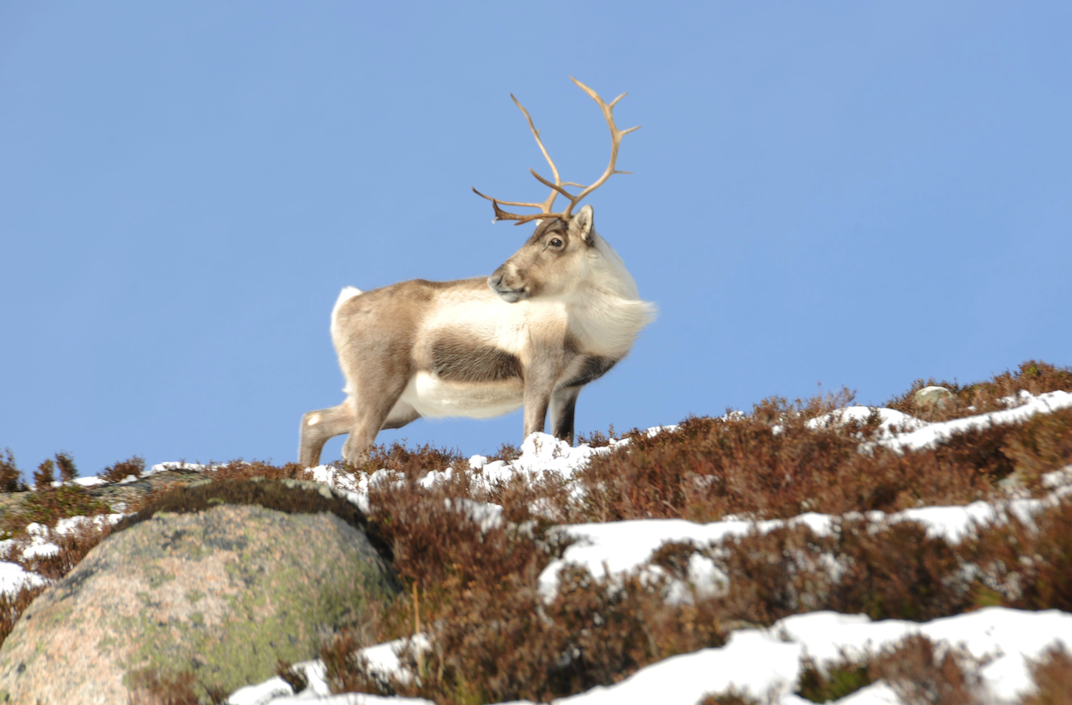 Reindeer are facing a cull in Sweden…