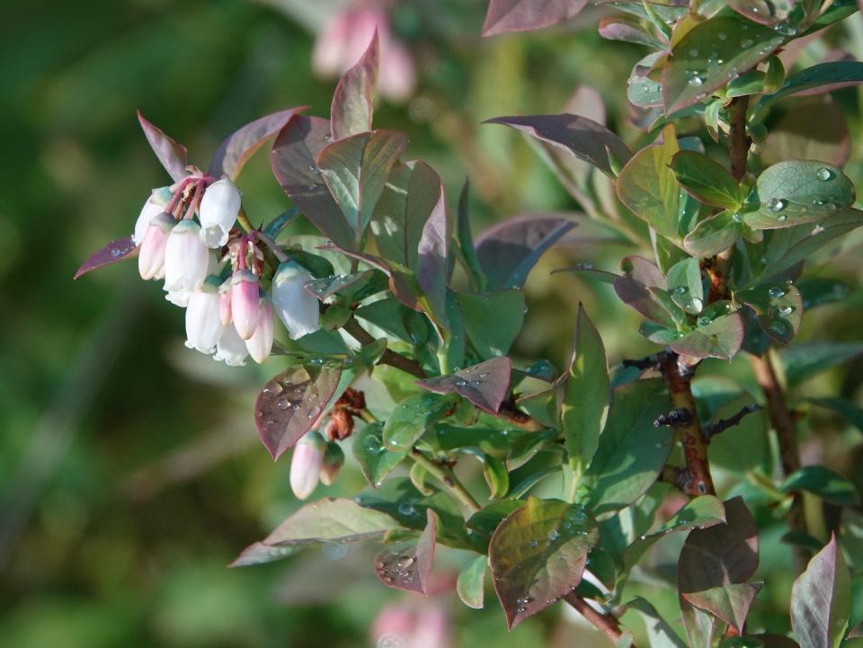 On daily walks around Concord, Mass., Henry David Thoreau observed highbush blueberry (<em>Vaccinium corymbosum</em>) flowers first opening on May 11, 1853. Today, warming has pushed blueberry flowering at least three weeks earlier in the year. <a href="https://flic.kr/p/2iWpySb" rel="nofollow noopener" target="_blank" data-ylk="slk:Gertjian van Noord/Flickr;elm:context_link;itc:0;sec:content-canvas" class="link ">Gertjian van Noord/Flickr</a>, <a href="http://creativecommons.org/licenses/by-nd/4.0/" rel="nofollow noopener" target="_blank" data-ylk="slk:CC BY-ND;elm:context_link;itc:0;sec:content-canvas" class="link ">CC BY-ND</a>