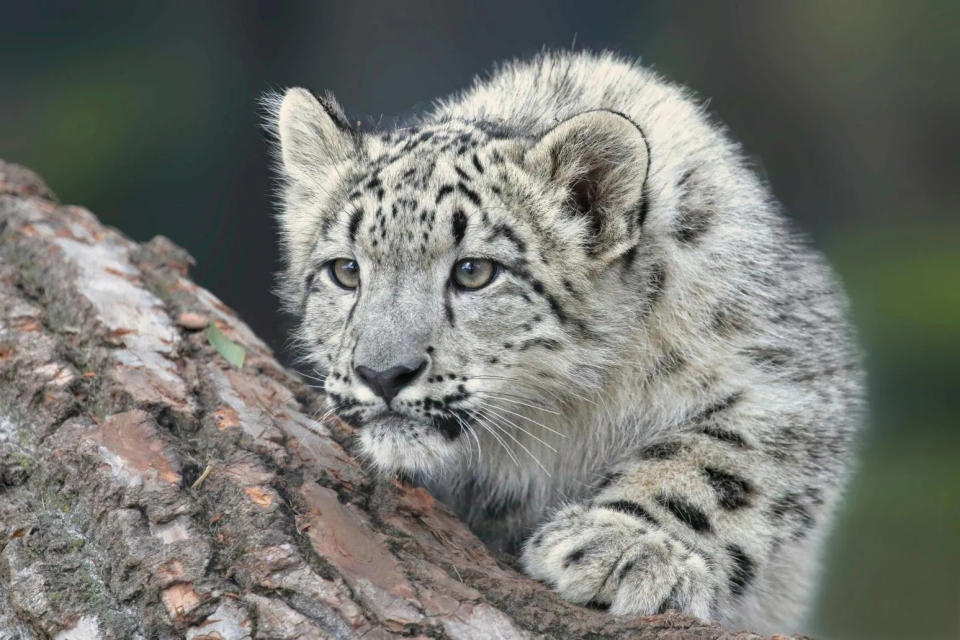 <strong>雪豹是大陸國家一級重點保護動物（示意圖／翻攝Unsplash）</strong>