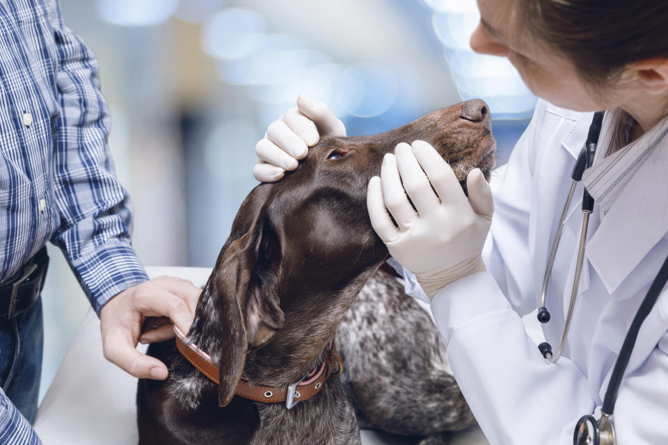 Doctor examines the dog's eyes on blurred background.