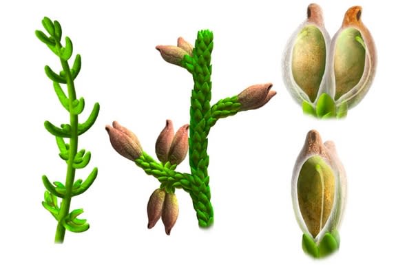 The fossilized remains of <em>Montsechia vidalii</em> show long- and short-leaved forms of the flowering plant.