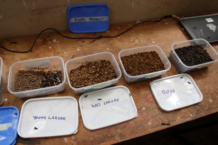 Boxes containing different stages of black soldier fly larvae are seen at the Sanergy organics recycling facility near Nairobi