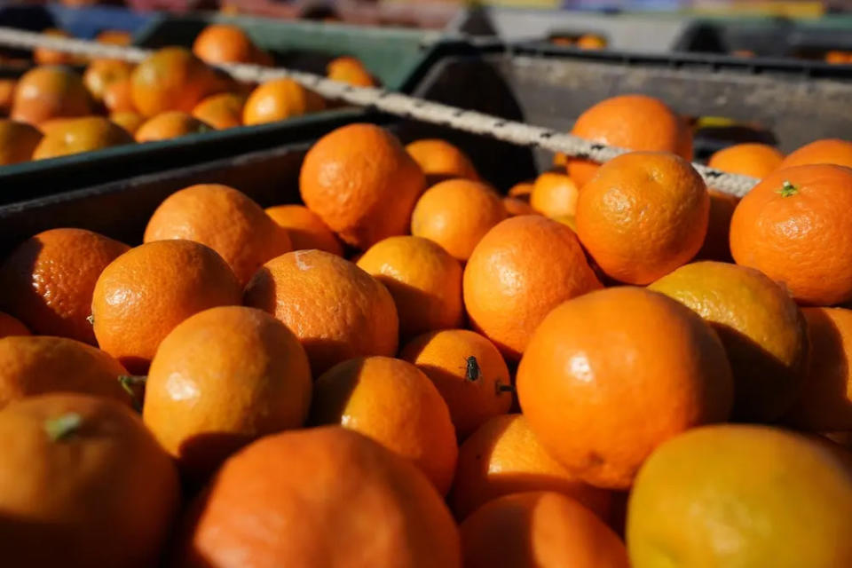 ¿Alguna vez te has preguntado cómo escoger las mandarinas en el mercado?