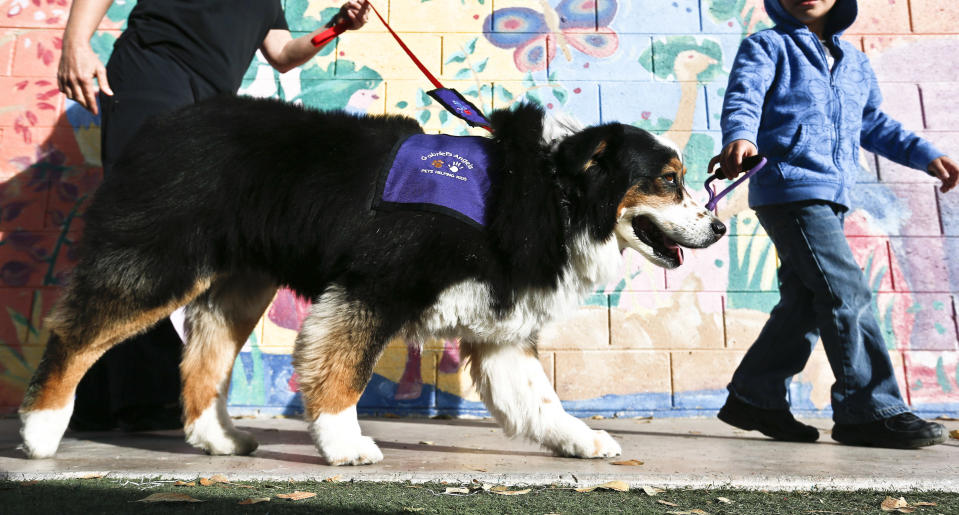 In this Wednesday, Jan. 23, 2013 photo, therapy dog Callie from Gabriel's Angels is walked by one of the children at the Child Crisis Center as they are supervised by Jeanette Wood, in Mesa, Ariz. Being a therapy dog, or cat or horse or whatever, takes a special kind of animal, one with just the right temperament and personality. It also takes training, not just for the animal, but for the handler. (AP Photo/Ross D. Franklin)