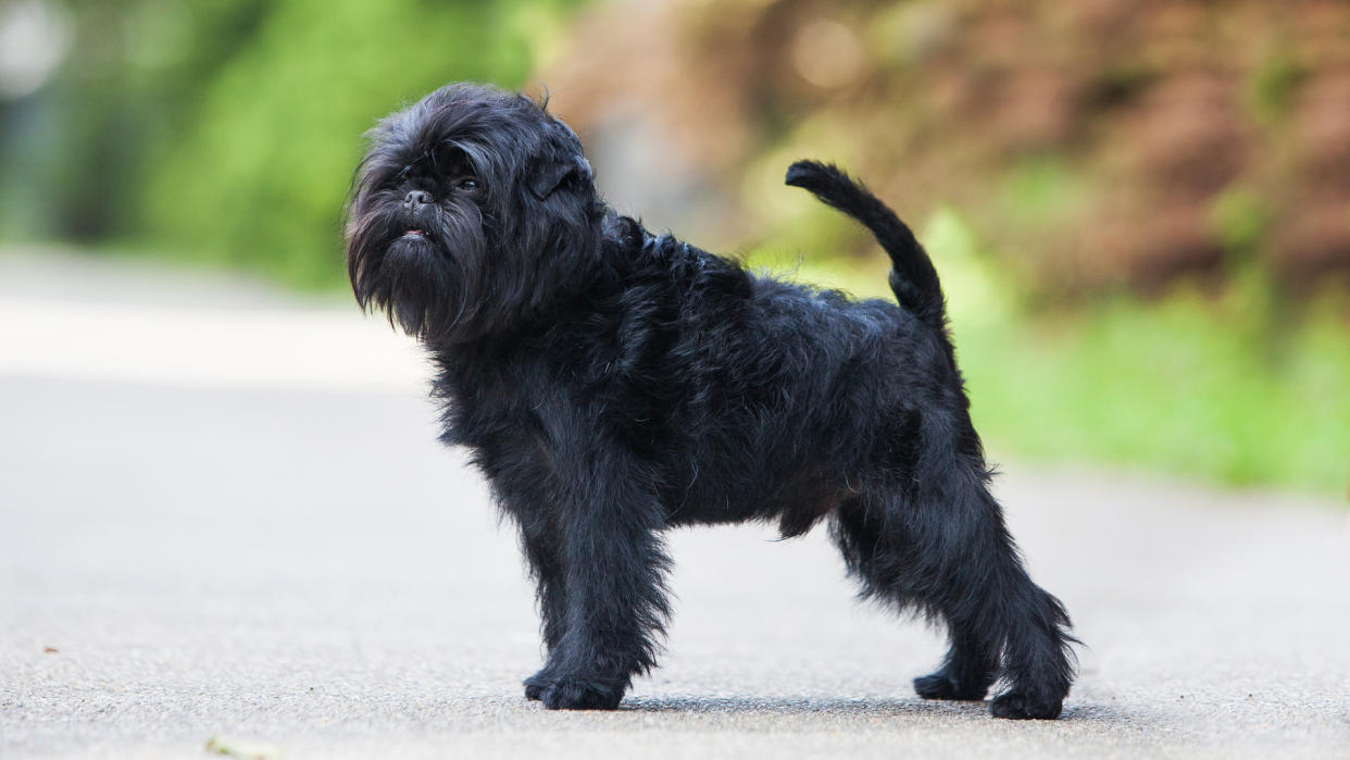 Affenpinscher dog