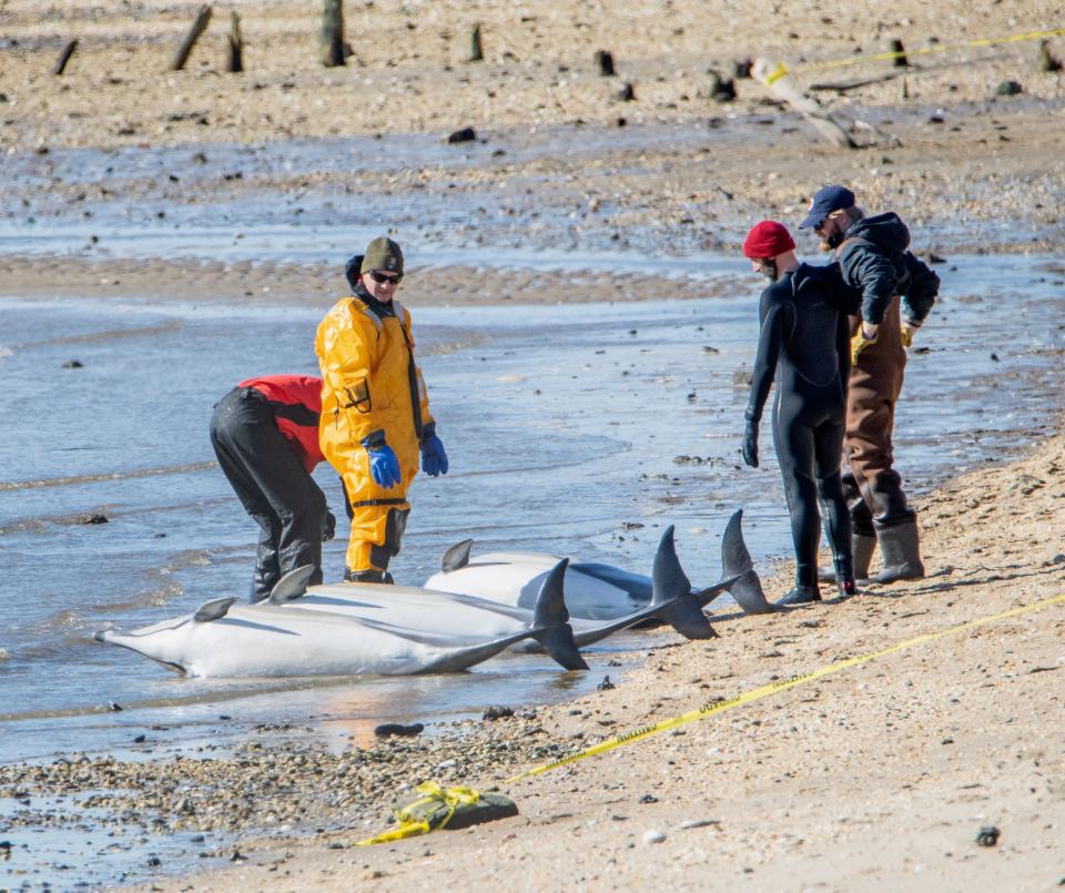 Members of the Marine Mammal Stranding Center assisting three dolphins who had beached on Saturday, February 18, 2023 in Sandy Hook, New Jersey.