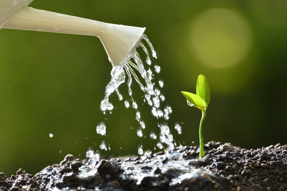 A watering can pours water on a small green plant.