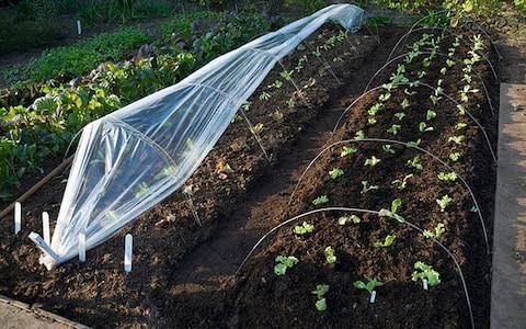 Lettuce seedlings under cover - Credit: Skim New Media Limited / Alamy