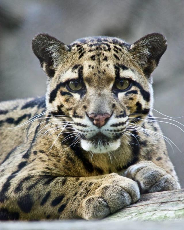 A Dallas Zoo Clouded Leopard Disappeared For A Day And Social