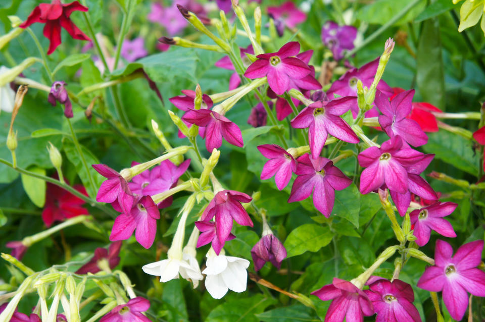 11. Flowering tobacco