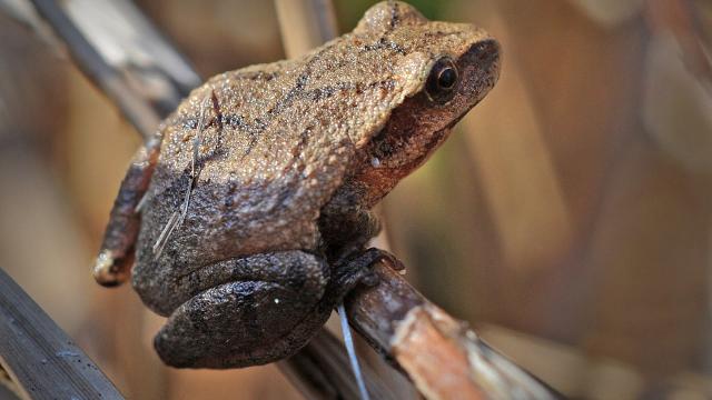 Florida man finds clever little frogs hiding in windchimes from Hurricane  Dorian - It's a Southern Thing