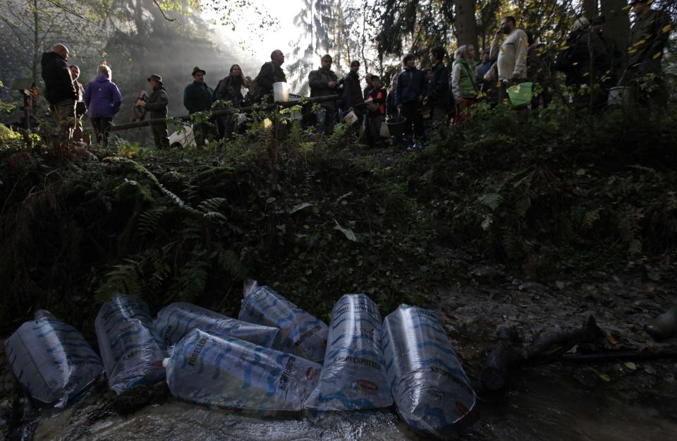 Volunteers line up as oxygen bags containing salmon fry sit in the water to acclimatize to the temperature of Kamenice river near the village of Jetrichovice