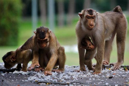 The prototype eCD4-Ig drug was tested on macaque monkeys, like these pictured in Malaysia. (Photo: AFP/Mohd Rasfan)