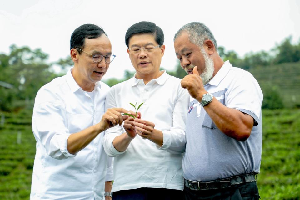 朱立倫和羅明才當起一日茶農，到新北坪林拍宣傳照，推廣文山包種茶。   圖：朱立倫辦公室/提供