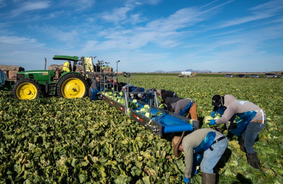 Workers harvest head lettuce in a field at Desert Premium Farms east of Yuma, on Jan. 28, 2022.
