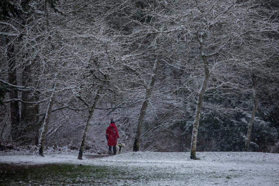 A dog-walker strolls through snow-covered trees in Surrey, B.C. on Jan. 8, 2024.