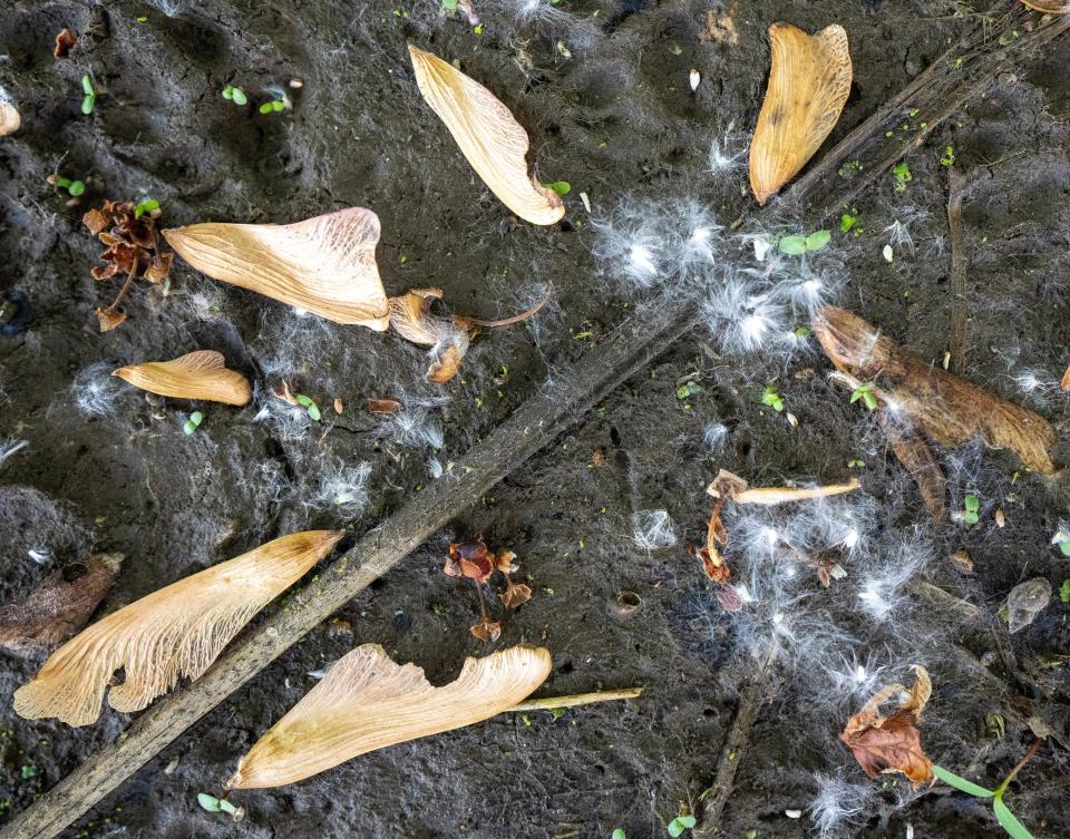 Silver maple seeds surround cottonwood seeds on squishy, silty soil June 2 in Goose Island County Park along the Mississippi River south of La Crosse, Wisconsin.