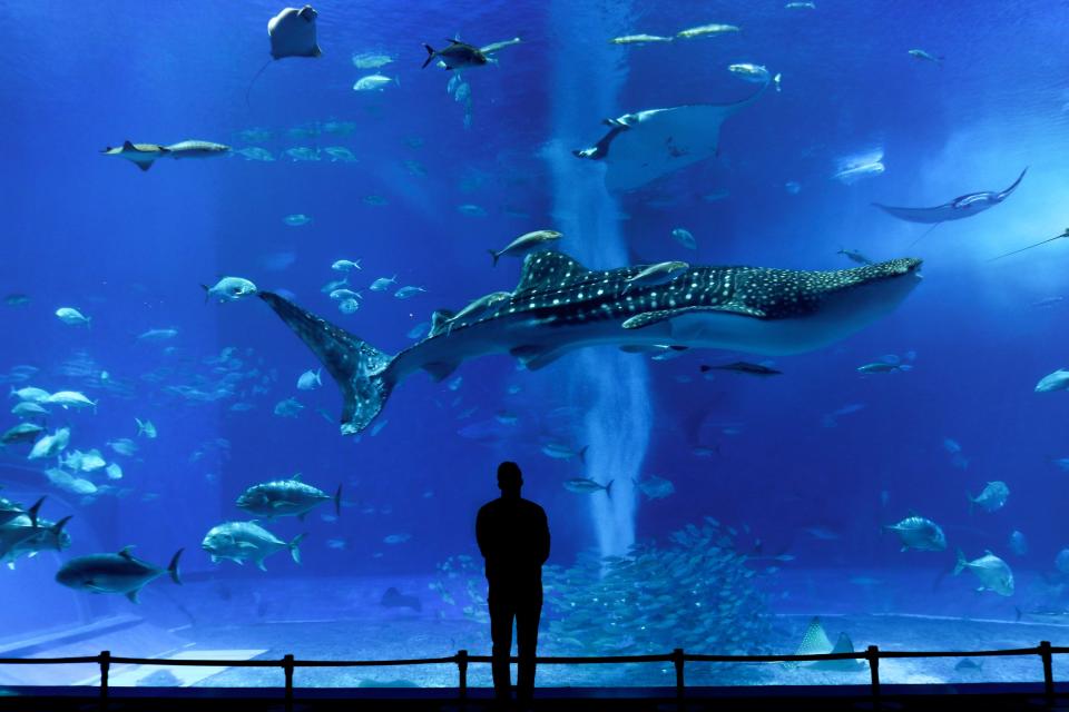 沖繩擁有亞洲最大的「美麗海水族館」，水槽「黑潮之海」裡面有巨大的鯨鯊和鬼蝠魟，近距離讓你感受海洋世界的驚奇。圖片來源：Unsplash