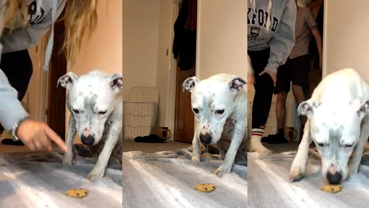 Owner Ella Dixon, 20, tested her dog Holly by putting a cookie right under the pet's nose - and telling her not to eat it.