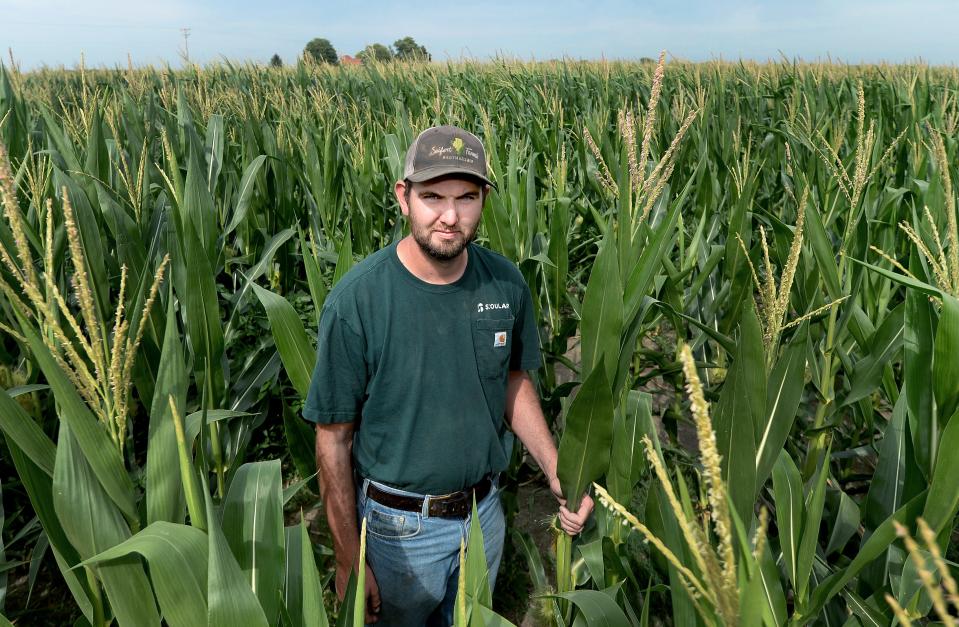 Wes Seifert stands in the corn he is growing in Auburn Wednesday, June 12. 2023. He said because of the drought the corn is three to four feet shorter than it would normally be at this time.