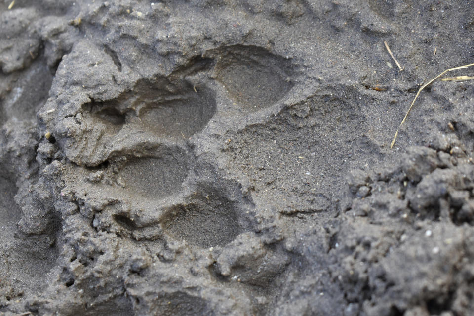 A track from a wolf is seen in the mud near the Slough Creek area of Yellowstone National Park, Wyo., Wednesday, Oct. 21, 2020. Wolves have repopulated the mountains and forests of the American West with remarkable speed since their reintroduction 25 years ago, expanding to more than 300 packs in six states. (AP Photo/Matthew Brown)