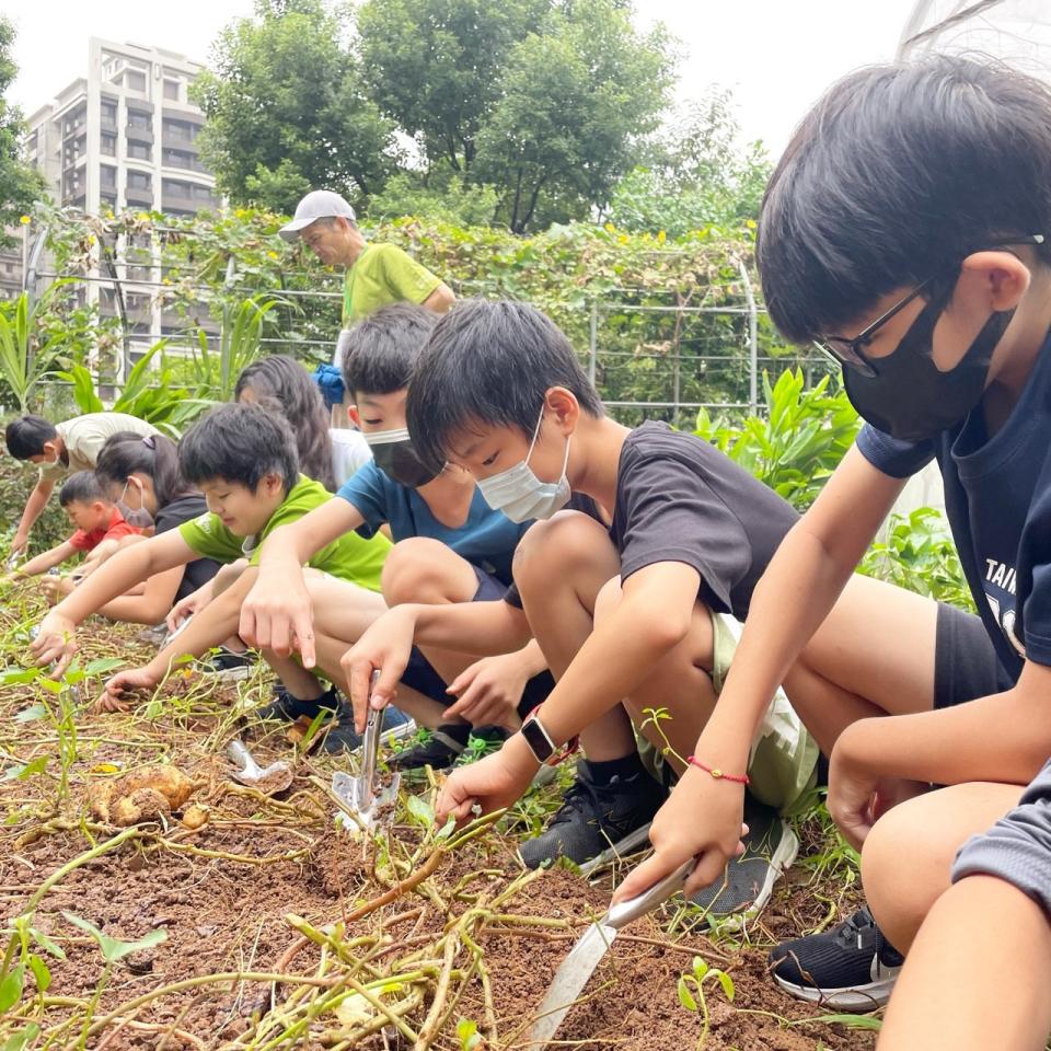 新市國小-六年級收成地瓜