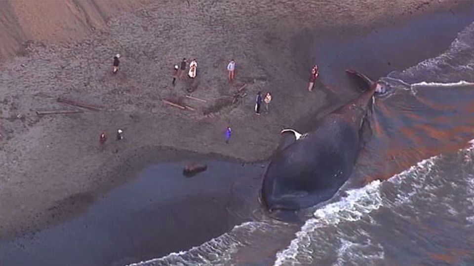 The  endangered 79-foot blue whale has washed ashore in northern California with her blunt force injuries suggesting she may have been struck by a ship.