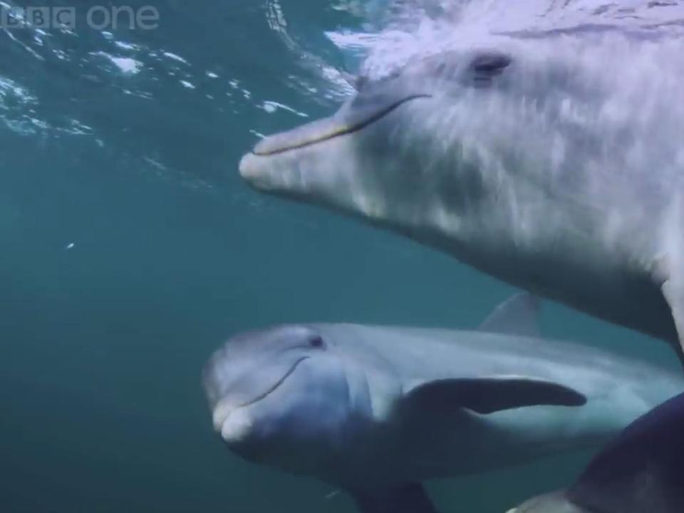 Footage captured for the BBC One documentary Dolphins: Spy in the Pod showed the marine mammals chewing on puffer fish in order to get 'high' (YouTube/BBC)