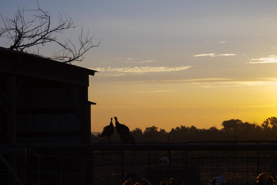 At Good Shepherd Poultry Ranch in Kansas, the heritage turkeys sleep outside in trees. (Photo: Heritage Foods)