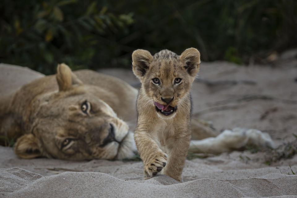 A curious lion cub walks towards the photographer
