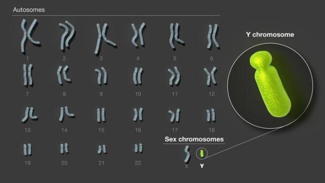 Mirar Que Es Cromosoma Homologo Yahoo