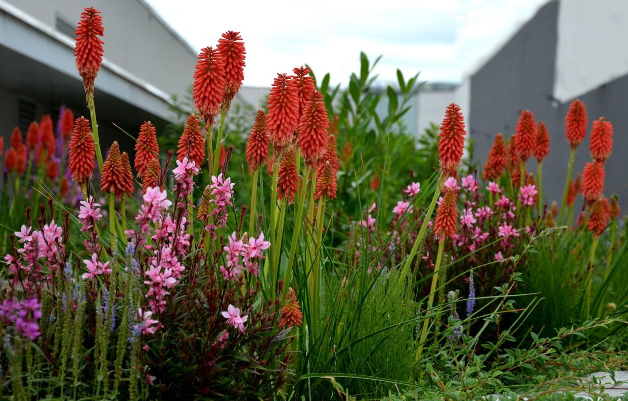 Perennial Prairie flower bed