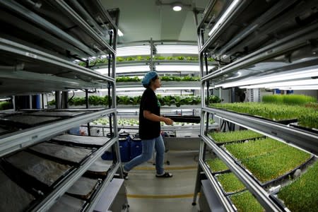 Staff member walks to harvest microgreens at an indoor hydroponic vegetable farming facility of Alesca Life in Beijing