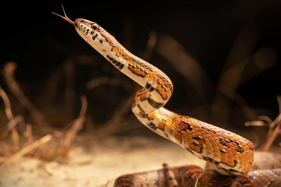 <p>Ethan Ramirez/Getty</p> Corn snake