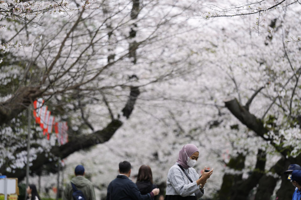 A visitor checks the photos of the seasonal cherry blossoms at the Ueno Park Friday, April 5, 2024, in Tokyo. Crowds gathered Friday in Tokyo to enjoy Japan’s famed cherry blossoms, which are blooming later than expected in the capital because of cold weather.(AP Photo/Eugene Hoshiko)