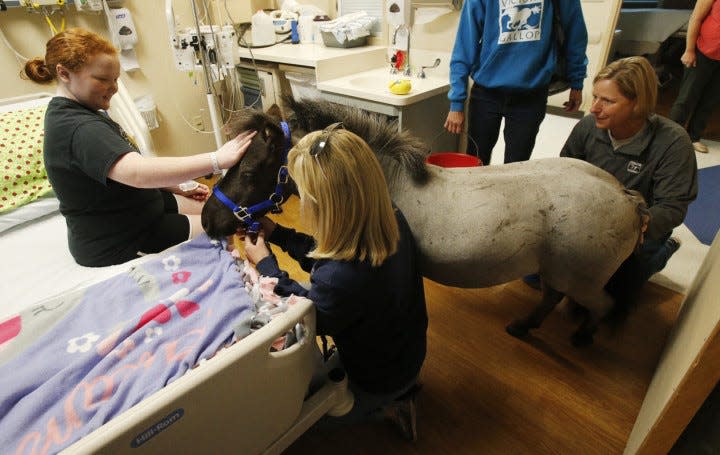 Victory Gallop volunteer Toril Simon (center) and co-director Kim Gustely take miniature pony Willie Nelson for a visit with Akron Children's Hospital patients on May 1, 2018. (Karen Schiely/Beacon Journal)