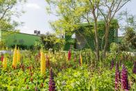 <p>Lupin, the English garden favourite, takes centre stage on gardens at Chelsea this year with a vibrant display from yellow and red varieties to pinks and pale blues. </p><p>'Absent for a few years, the Lupin is making a comeback,' says Mark. 'Its bold peaks can be seen all over the show from the rich purple of Lupinus "Masterpiece" to the bright sunshine yellow of Lupinus "Desert Sun" and vibrant red of Lupinus "Beefeater".'</p><p>Jonathan Moseley adds: 'These perennials are perfectly easy to grow, they require little maintenance and act as a great cut flower. A top tip would be to plunge the hollow stems immediately into a bucket of water as you pick them. Lupins will be a hot seller in flower shops throughout the summer months and their regal flower spikes add drama and impact to any display.'</p>