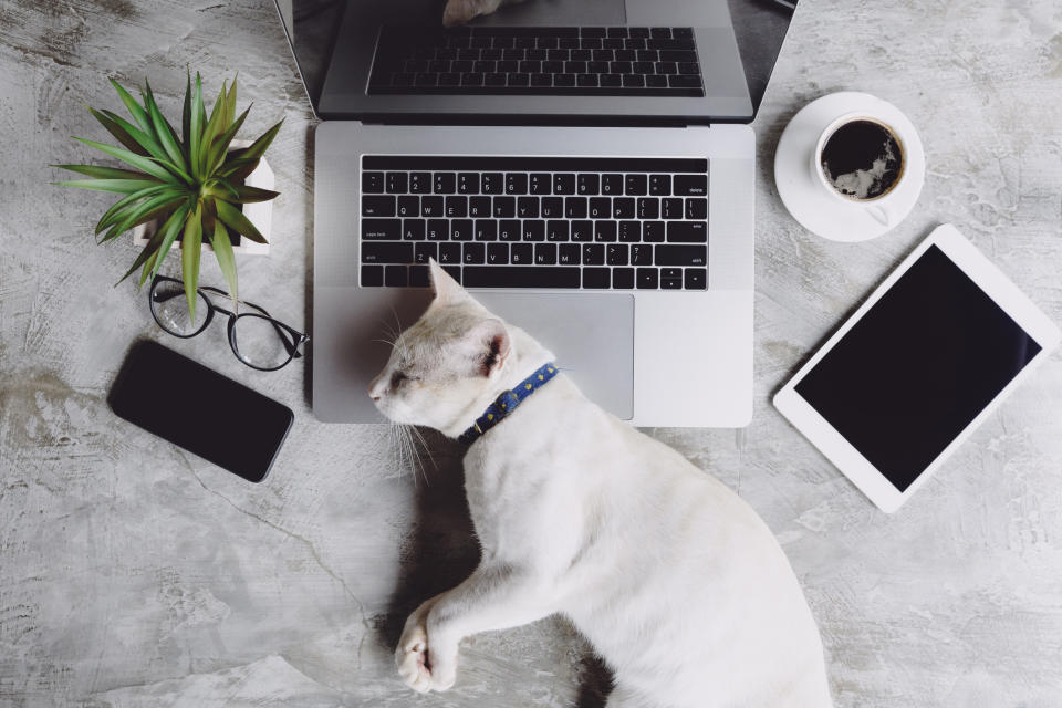 Un gatto in ufficio dopo un’intensa giornata di lavoro (foto d’archivio Getty Images)